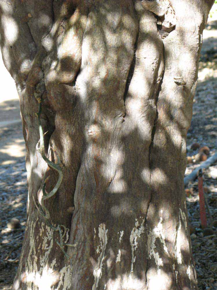            Bark (Riverside, CA)   